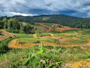 En Guyane, l'agriculture biologique progresse