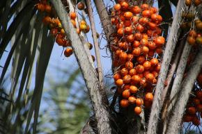 Projet Wara : l’Université de Guyane lance un projet de valorisation de l’awara