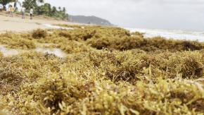 Littoral guyanais : une invasion de sargasses sans précédent