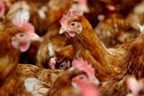 Montsinery : après l'enfouissement de volailles, les habitants réclament plus de transparence