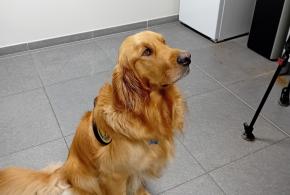 Tandem : un chien pour apaiser la parole des victimes et des mis en cause au tribunal