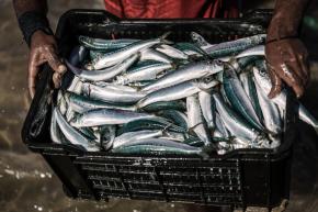 Un plan d’action pour éradiquer la vente illégale de poisson en Guyane