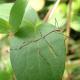 Le plus grand insecte de France est… guyanais !