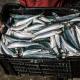 Un plan d’action pour éradiquer la vente illégale de poisson en Guyane